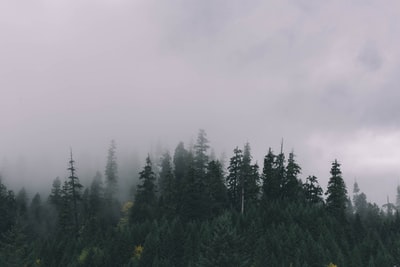 云天下的森林摄影